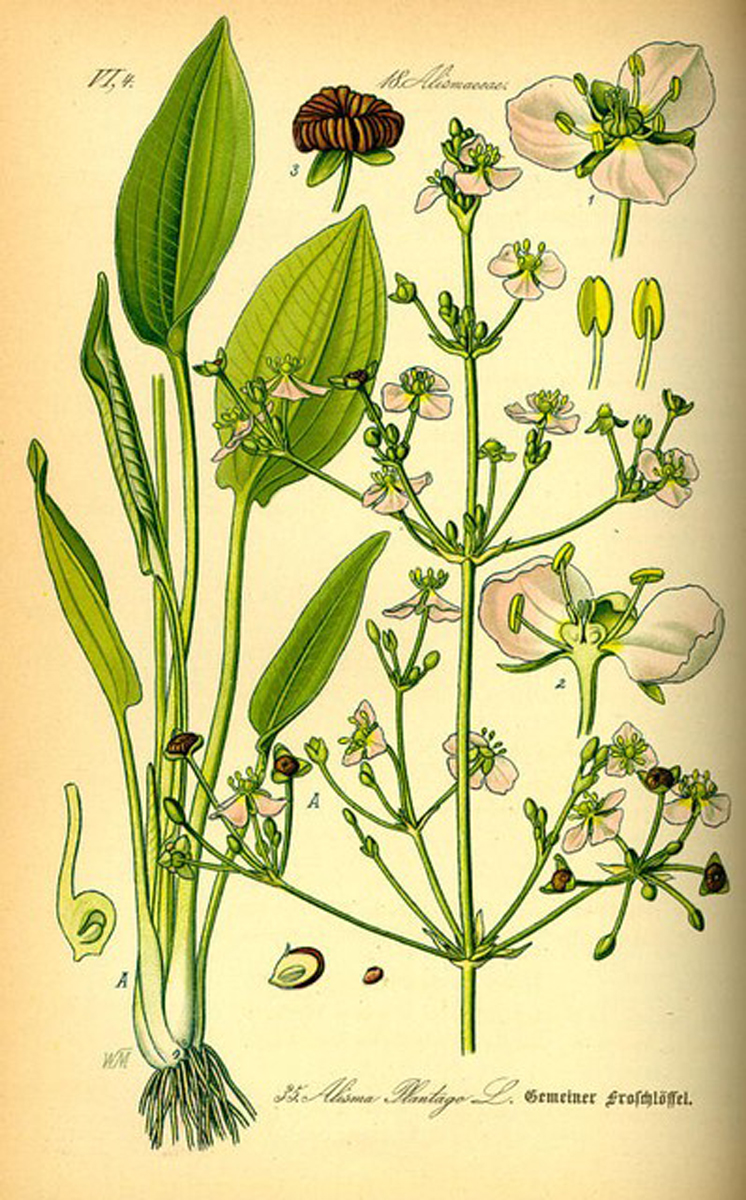 © Otto Wilhelm Thomé