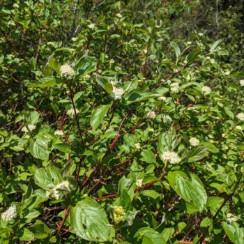 Cornouiller stolonifère (Cornus stolonifera)