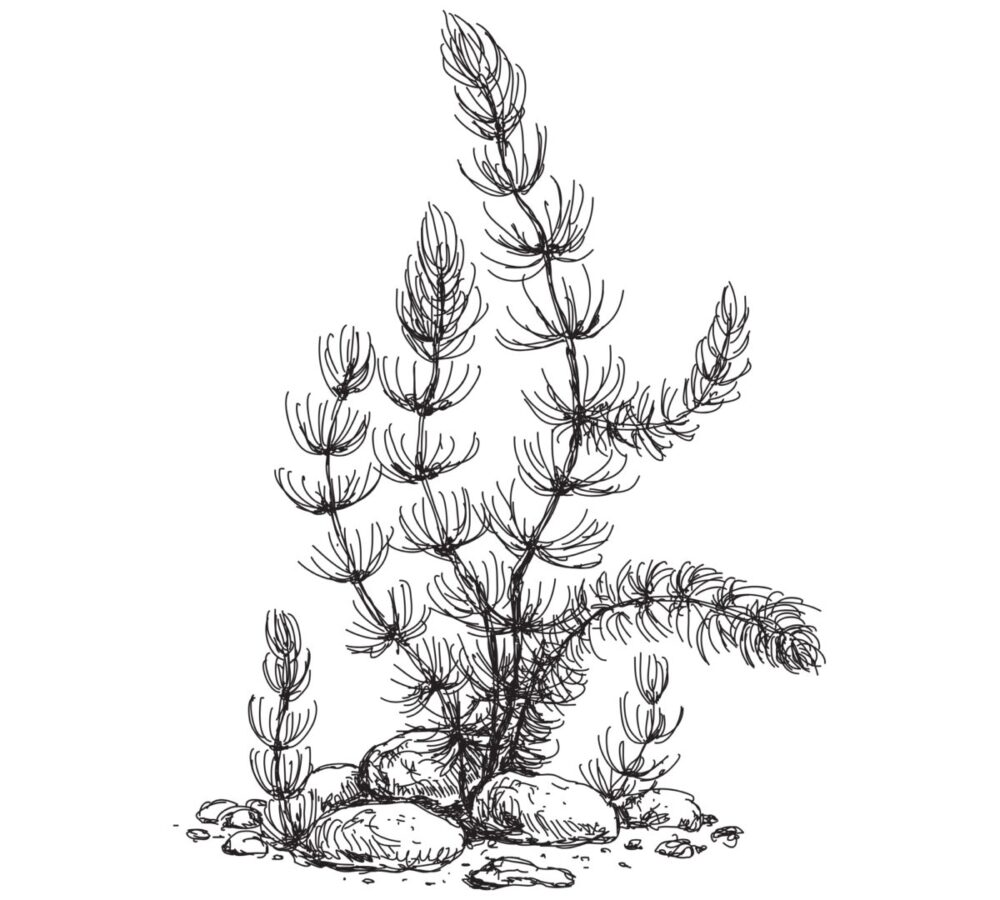 Plantes vs algues-visuel Plantes vs algues-visuel