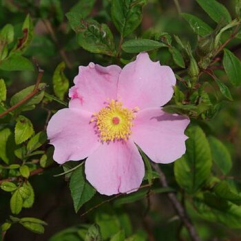 Rosier palustre (Rosa palustris)