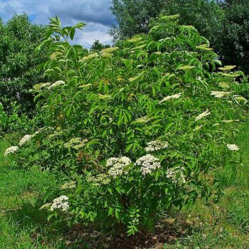 Sureau blanc (Sambucus canadensis)
