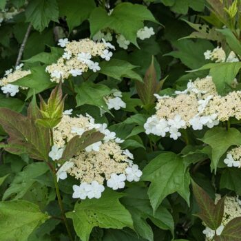 Viorne trilobée (Viburnum opulus var. americanum)